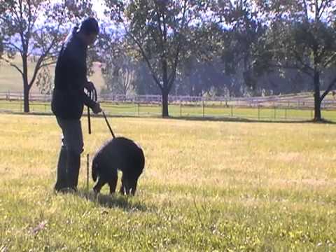 Wafeeq's First Track - 11 Nov 2012