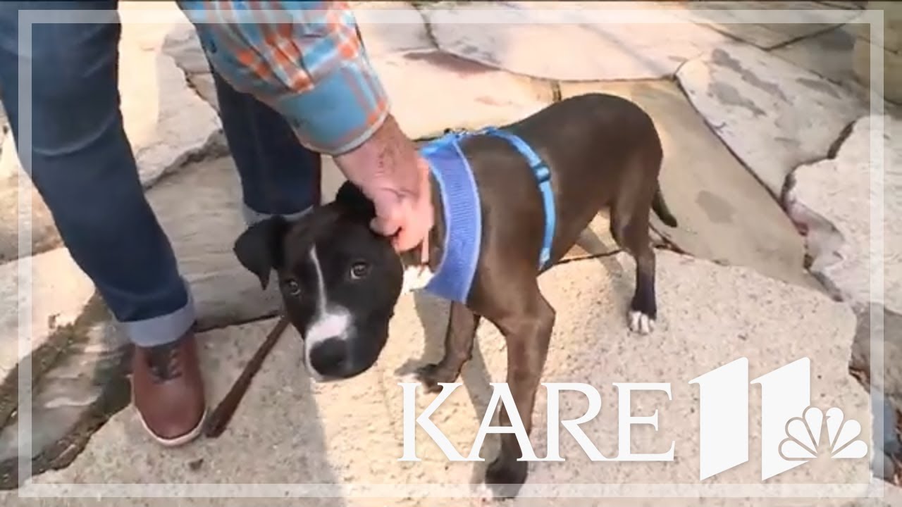 Ruff Start Rescue offers tips to help your pet with separation anxiety