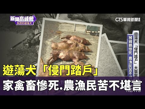 遊蕩犬「侵門踏戶」家禽畜慘死　農漁民苦不堪言