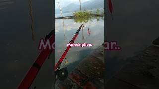 Download lagu mancingliar #fishing #mancing #spotnilaliar #shortsviral mp3 Download lagu mancingliar #fishing #mancing #spotnilaliar #shortsviral mp3