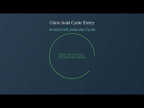 Fate of Pyruvate – Acetyl CoA, Lactate, Alcohol Formation - Video