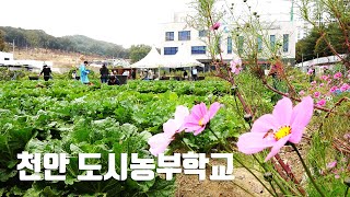 천안 도시농부학교
