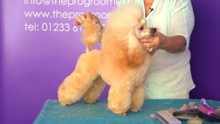 Pro Groomer Grooming Guide Taster - Toy Poodle - Show