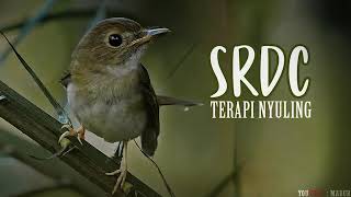 Download lagu SRDC Terapi Nyuling mp3 Download lagu SRDC Terapi Nyuling mp3