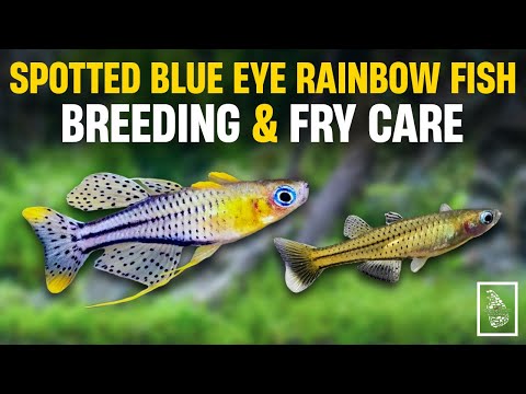 Breeding Spotted Blue Eye Rainbowfish - Surprisingly Easy! | Serendib Aquatics