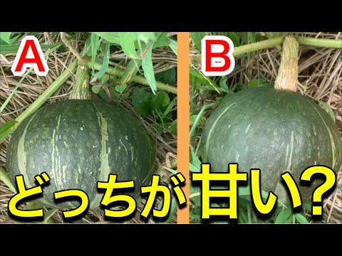 食用カボチャ: どうやって見分けますか? 植物