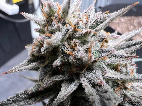 I GREW THESE AUTOFLOWERS IN MY SHED!