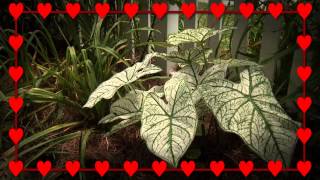 Valentines Through the Season - Southern Gardening, February 12, 2014