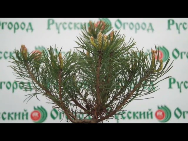 Стандарт поставки видео №1 Сосна горная