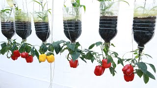 Hanging upside down bell pepper - How to grow upside down bell pepper fast to harvest at home