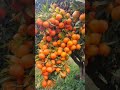 Orange tree