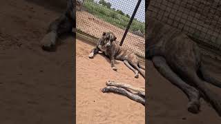 Cobra Pakistani Bully Dog ⚠️ #pakistanibully #dog #shorts #new #trending