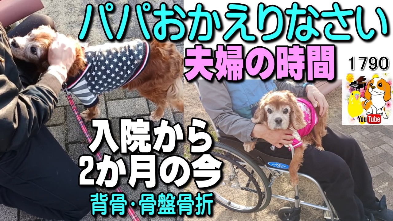 【Vlog】夫の退院｜何気ない夫婦の会話と甘えん坊に戻った愛犬との幸せな時間 キャバリア #1790