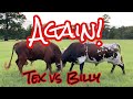 Tex vs Billy AGAIN (and Billy poops his pants!) #LonghornLester’s