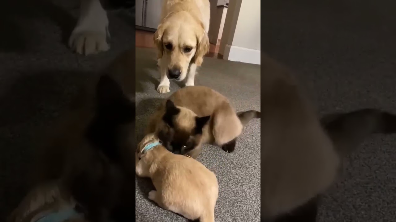Cat comforts crying puppy while mom takes a break