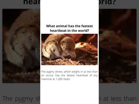 What animal has the fastest heartbeat in the world?