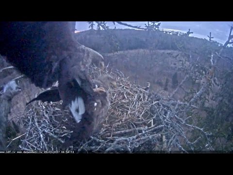 2017/03/29  06h51m JurasErglisDurbe Successful mating
