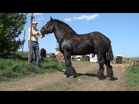 Vizita lui Stelica de la Jichisu, la un prieten apropiat, Vasile Butnar (Brat de fier) - 2025 Nou!!!