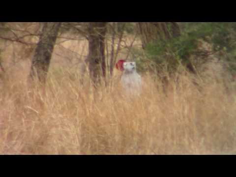 subsonic suppressed 308 from gap 10