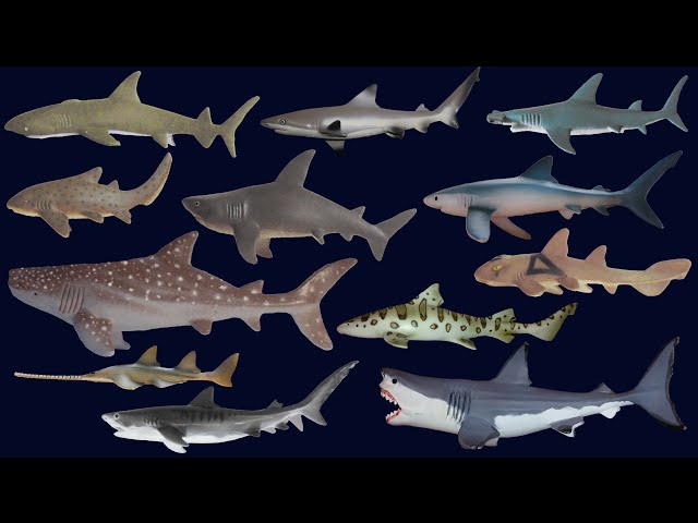Sharks - Animals Series - The Kids' Picture Show (Fun & Educational Learning Video)