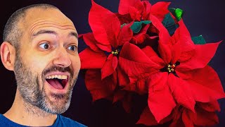 The Secret to Keeping Your Poinsettia Alive ALL YEAR