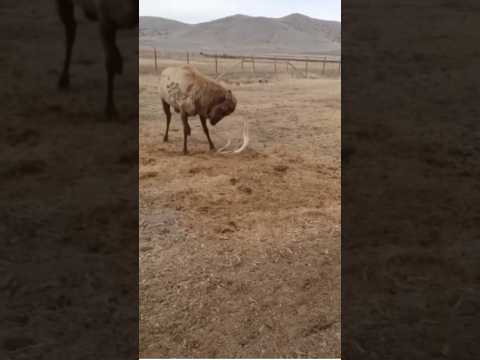 Caught on Camera! HUGE Bull Elk Sheds Antlers! #epic