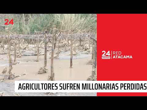 Agricultores de Alto del Carmen sufren millonarias pérdidas | 24 Horas - Red Atacama