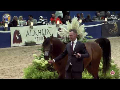 N 99 SIDARTA AS   41st All Nations Cup and 6th ANC Straight Egyptian   Aachen 2025   Stallions 4 6 Y