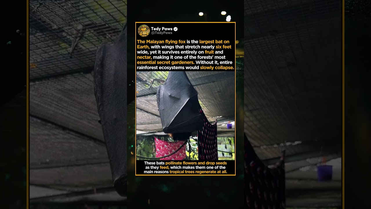 The Reason Behind Keeping the Tropical Trees Alive