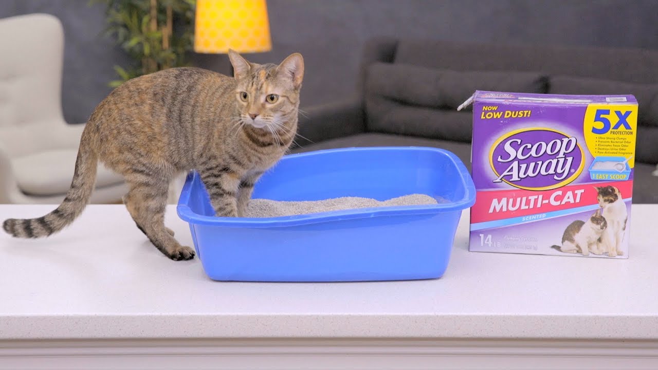Scoop Away Cat Litter | Chewy