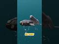 Whale Eat Whale Beluga Whale Vs Blue Whale