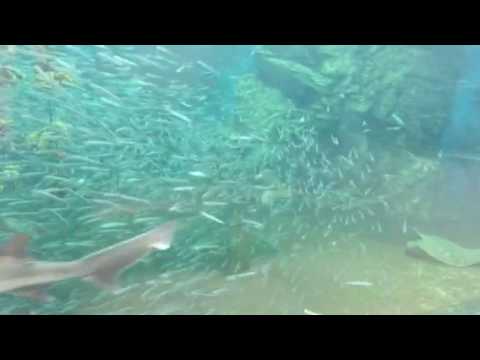 会計学科 水族館 木村勝則滋賀県高島市！