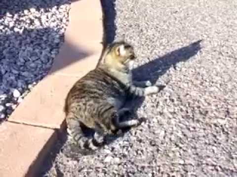 Kitty in the sun, with Emus