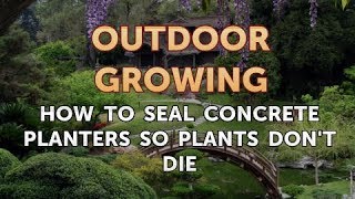 How to Seal Concrete Planters So Plants Don't Die