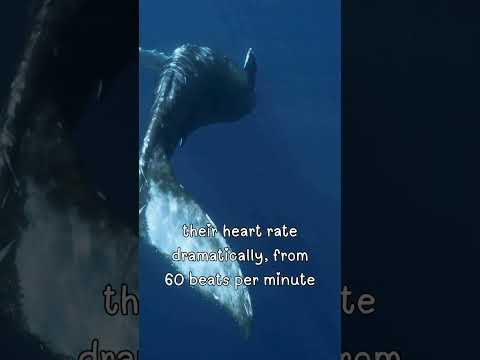 Revealed: How Whales Hold Their Breath for 90+ Minutes Underwater 🐋#shorts#youtubeshorts