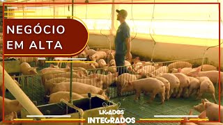 Suinocultura: como fazer parte de uma integração?