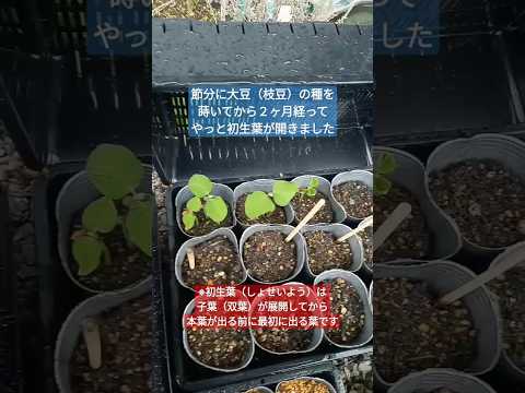 園芸 大豆の利点