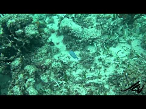 beautiful coral's with tropical fish - Xcalak Mexico YouTube