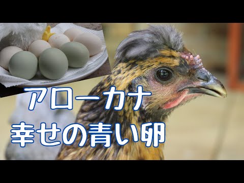 園芸 緑色の卵を持った鶏、アローカナ!