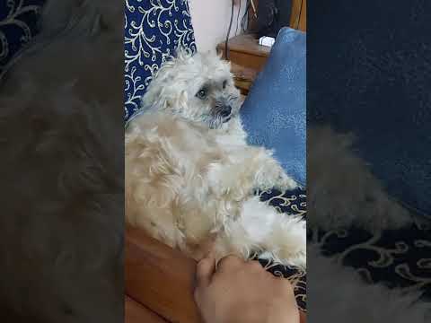 #cutedogs#puppies#trendingshorts