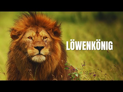 Im Reich der Löwenkönige  Dein episches Safari Abenteuer in Tansania #travel #wildlife #africa