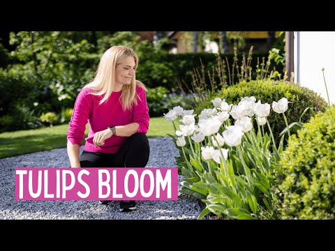 Spring Tulips in Full Bloom – My Top Varieties, Tips for Success, and What to Do After Flowering