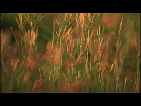 MÚSICA PARA ESTIMULAR PODER CRIATIVO, SONHOS E FANTASIAS - FREQUÊNCIA TESLA 44100Hz #criatividade