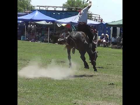 Monta en clina FLOR de PARRANDA en Nelson Santa Fe