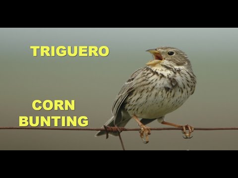 TRIGUERO | CORN BUNTING | Miliaria calandra 4K
