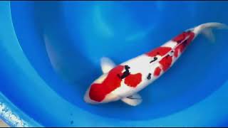video van Sanke 2505001