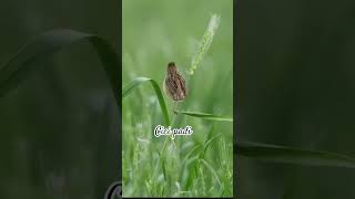 Download lagu Cici padi #birds #thebirdsonggroup #birdsounds #wildlife #birdsong #birdingparadise #naturesvoice mp3 Download lagu Cici padi #birds #thebirdsonggroup #birdsounds #wildlife #birdsong #birdingparadise #naturesvoice mp3