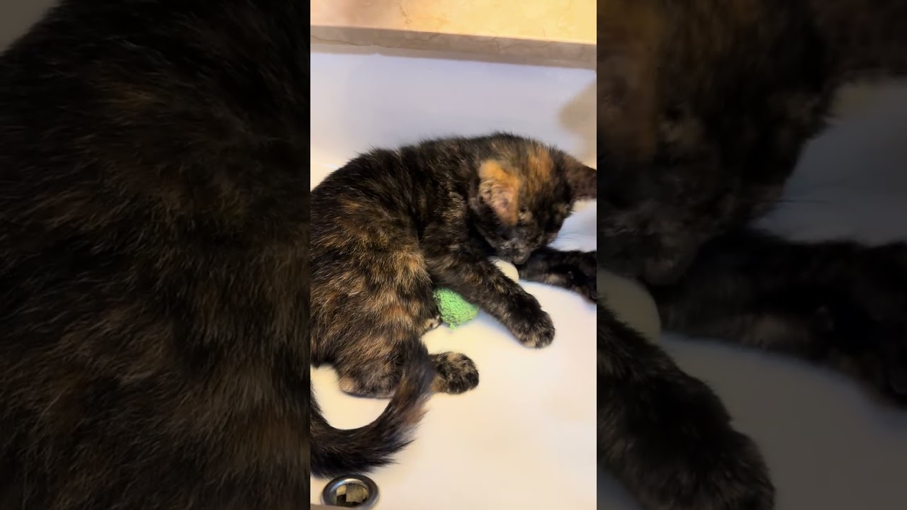 Tootsie (polydactyl & bonded with Yeya), a ADOPTABLE mixed breed in Scarborough, ON video 3/6