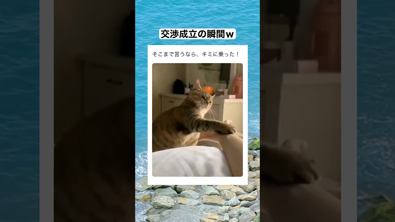 仕方ない顔でおてて仕留めてるのかわいいｗｗｗ　#shorts #動物 #おすすめ