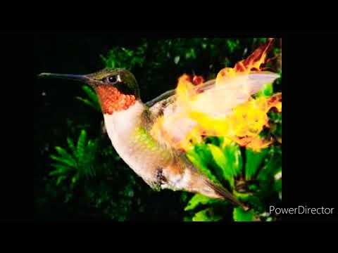 A Hummingbird Shines - Temazcal Song